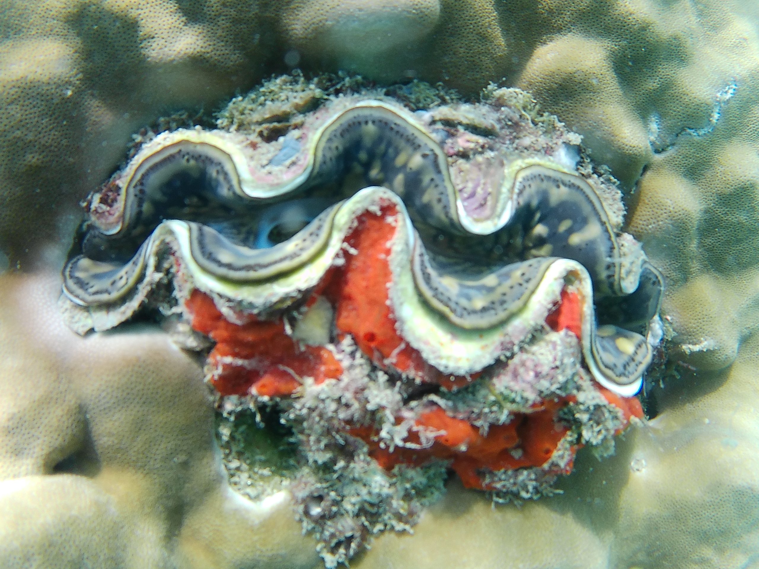 clam