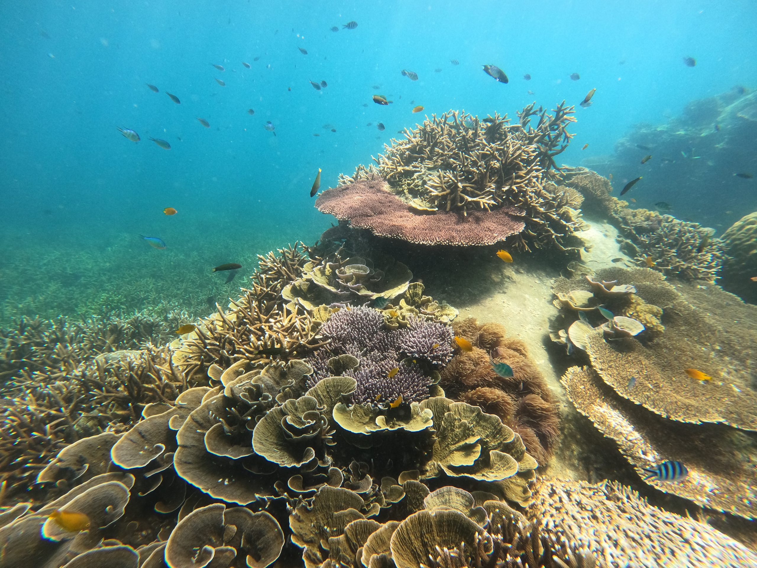 malang rock coral