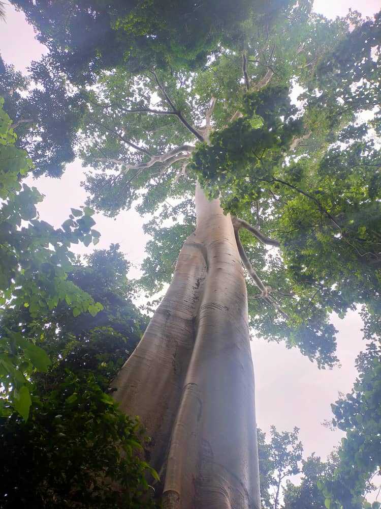 pokok tualang tioman